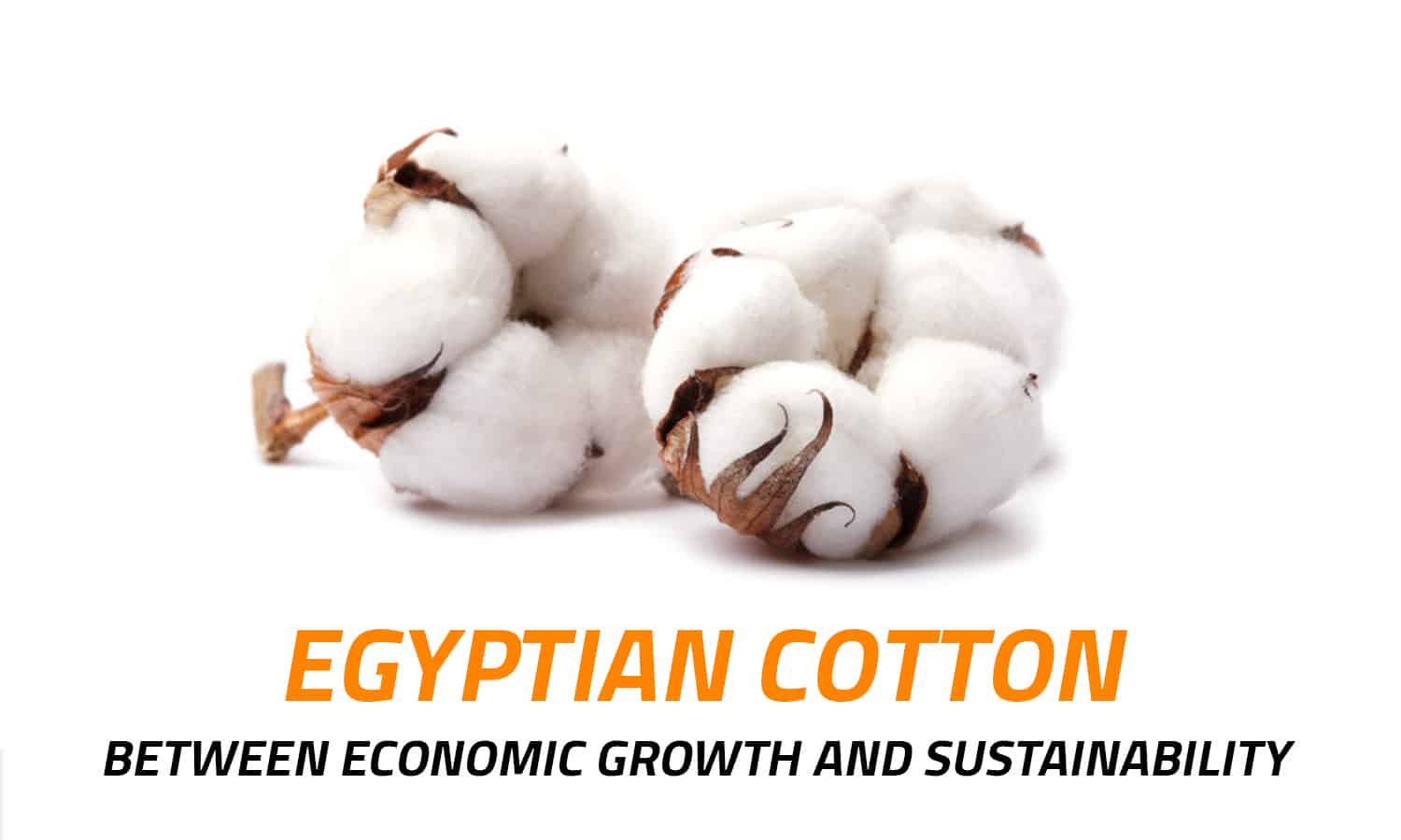 Egyptian Cotton: Between Economic Growth and Sustainability

